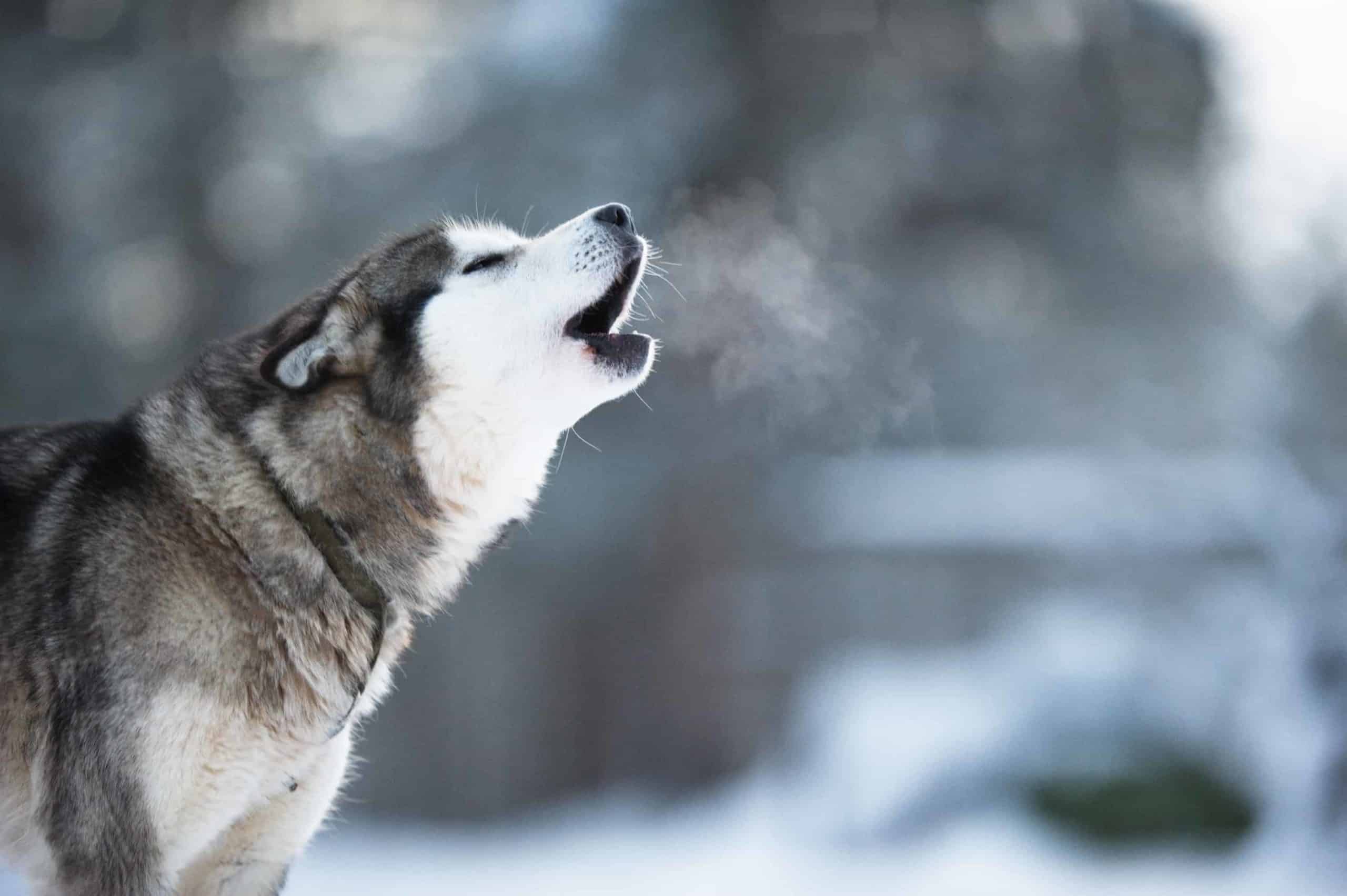 huskies howling in living room