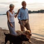 Older couple walks chocolate Labrador and yellow Labrador. Meet-cute love stories start with dogs who help their owners find their soulmates.