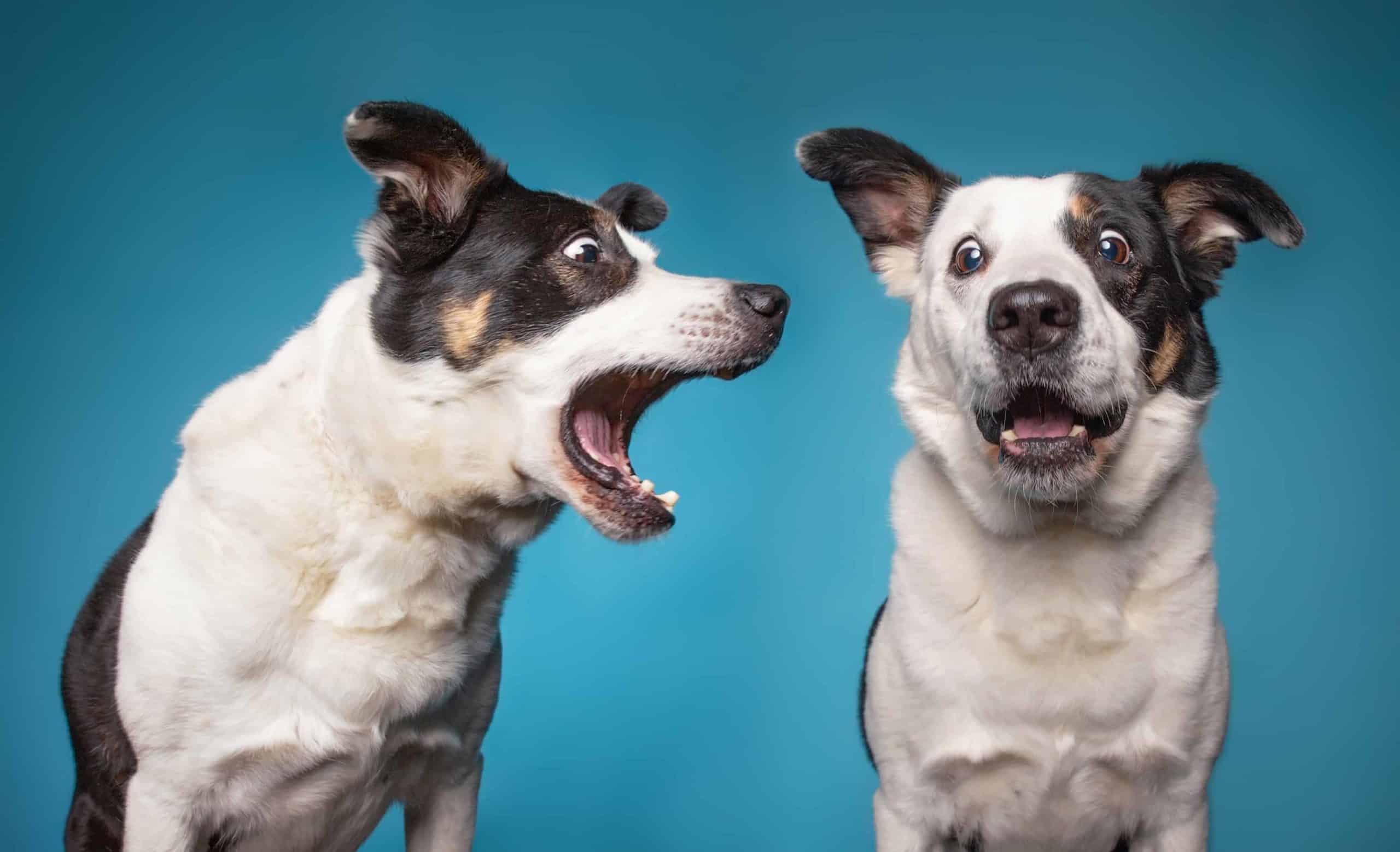 Non-stop barking: Determine cause, then use training to stop dog barking