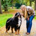 Woman walks Bernese Mountain Dog on a wooded trail. Pet parents can protect their furry friends from parasites by maintaining their yards and checking for ticks after walks.