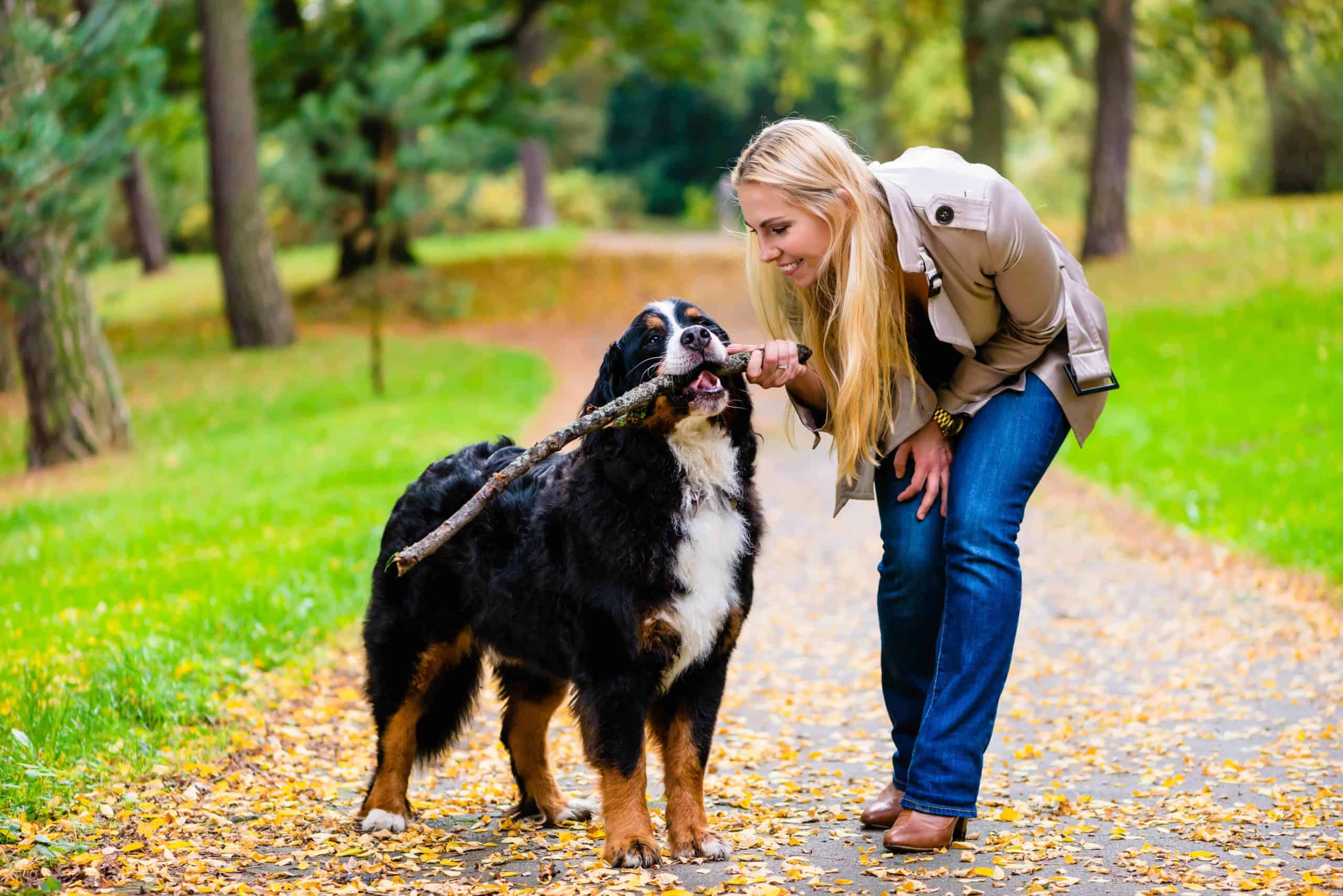 Woman walks Bernese Mountain Dog on a wooded trail. Pet parents can protect their furry friends from parasites by maintaining their yards and checking for ticks after walks.