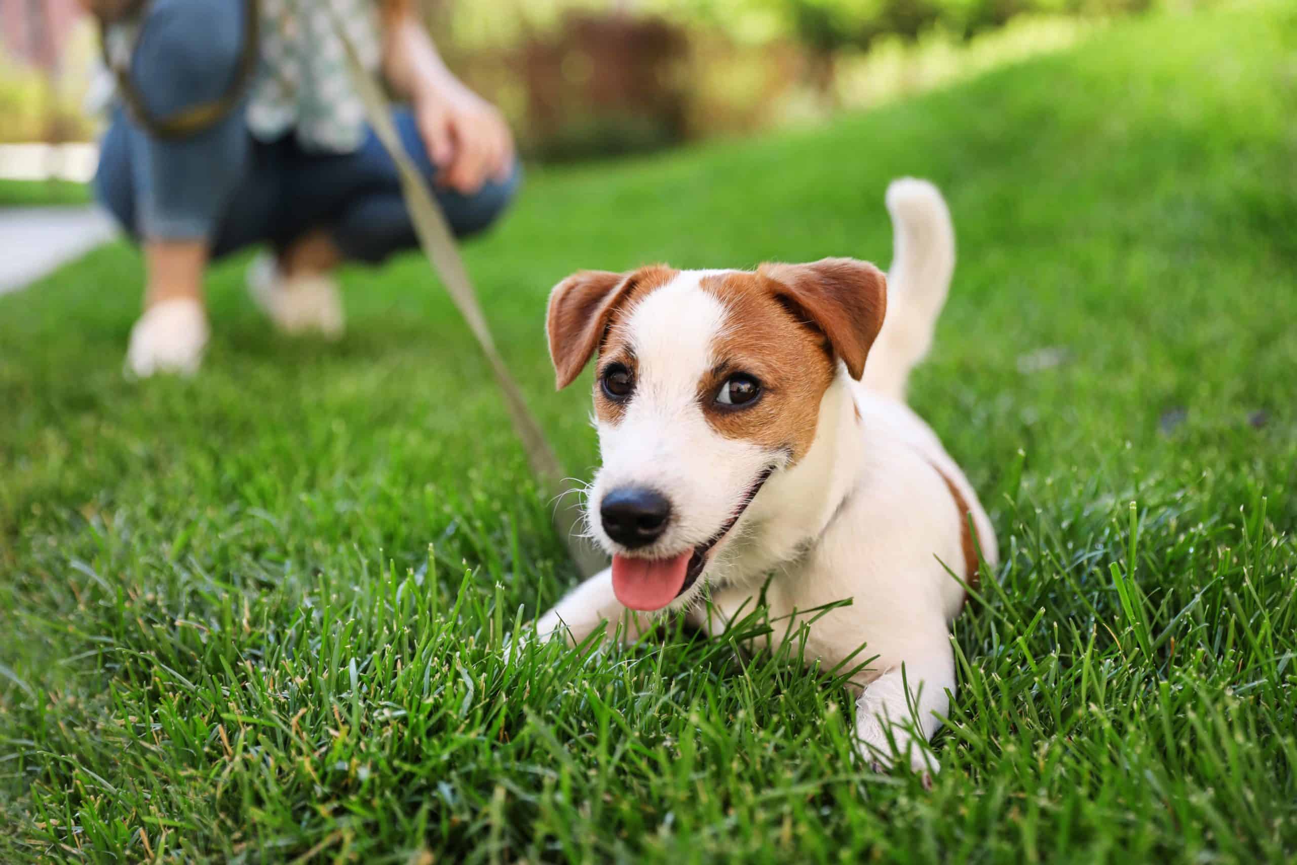 Happy Jack Russell with owner while on walk. As a responsible pet owner, you need to make sure your pet gets regular vet visits, is trained and socialized, and gets necessary medicine.