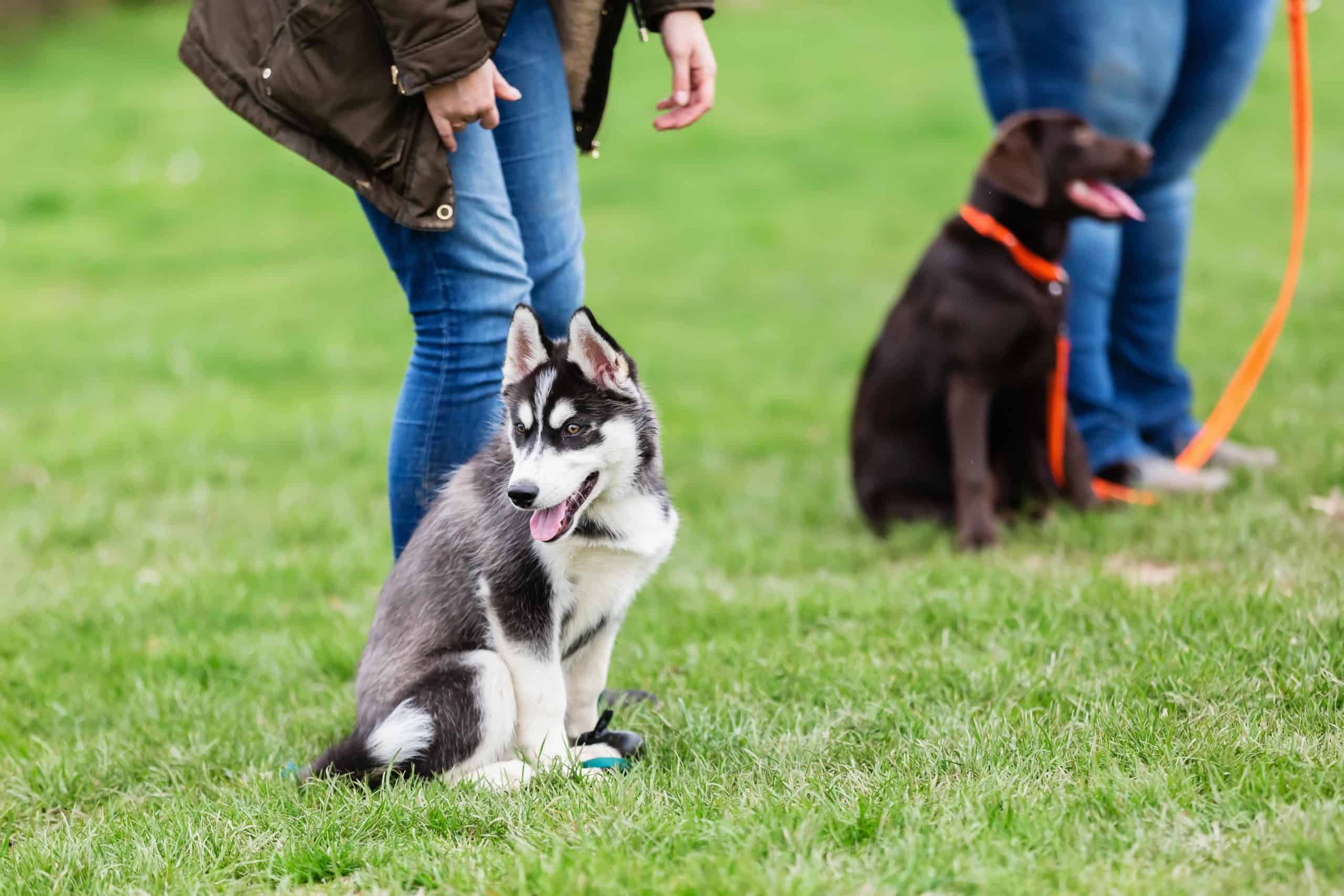 Owner trains Husky puppy at a dog training class. If you are a new dog owner, it's important to train your dog, so be sure to focus on teaching puppy manners.
