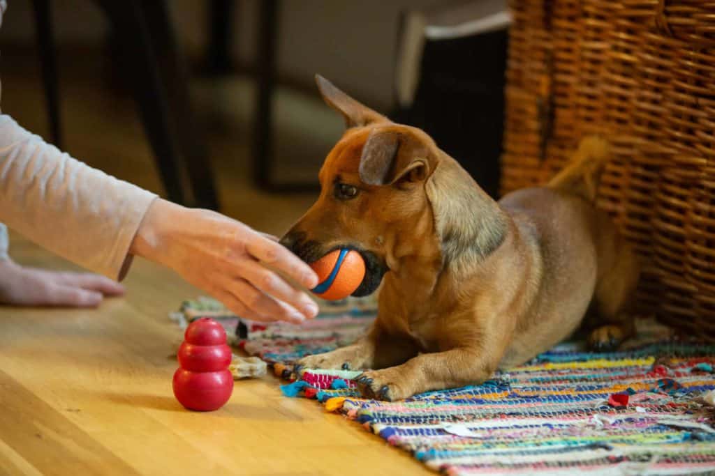 Rescue dog plays with toys.