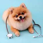 Pomeranian wearing a stethoscope.