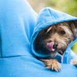 Dog owner and terrier dress in matching blue hoodies. Most terriers are small, but some terrier breeds can be aggressive despite their size and are fearless while challenging other animals.
