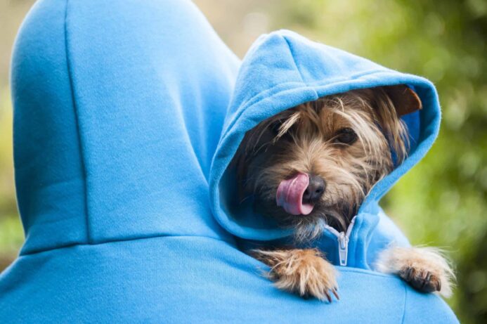 Dog owner and terrier dress in matching blue hoodies. Most terriers are small, but some terrier breeds can be aggressive despite their size and are fearless while challenging other animals.