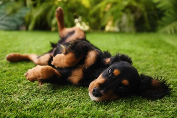 Dachshund rolls on grass illustration photo for weed killers article. 