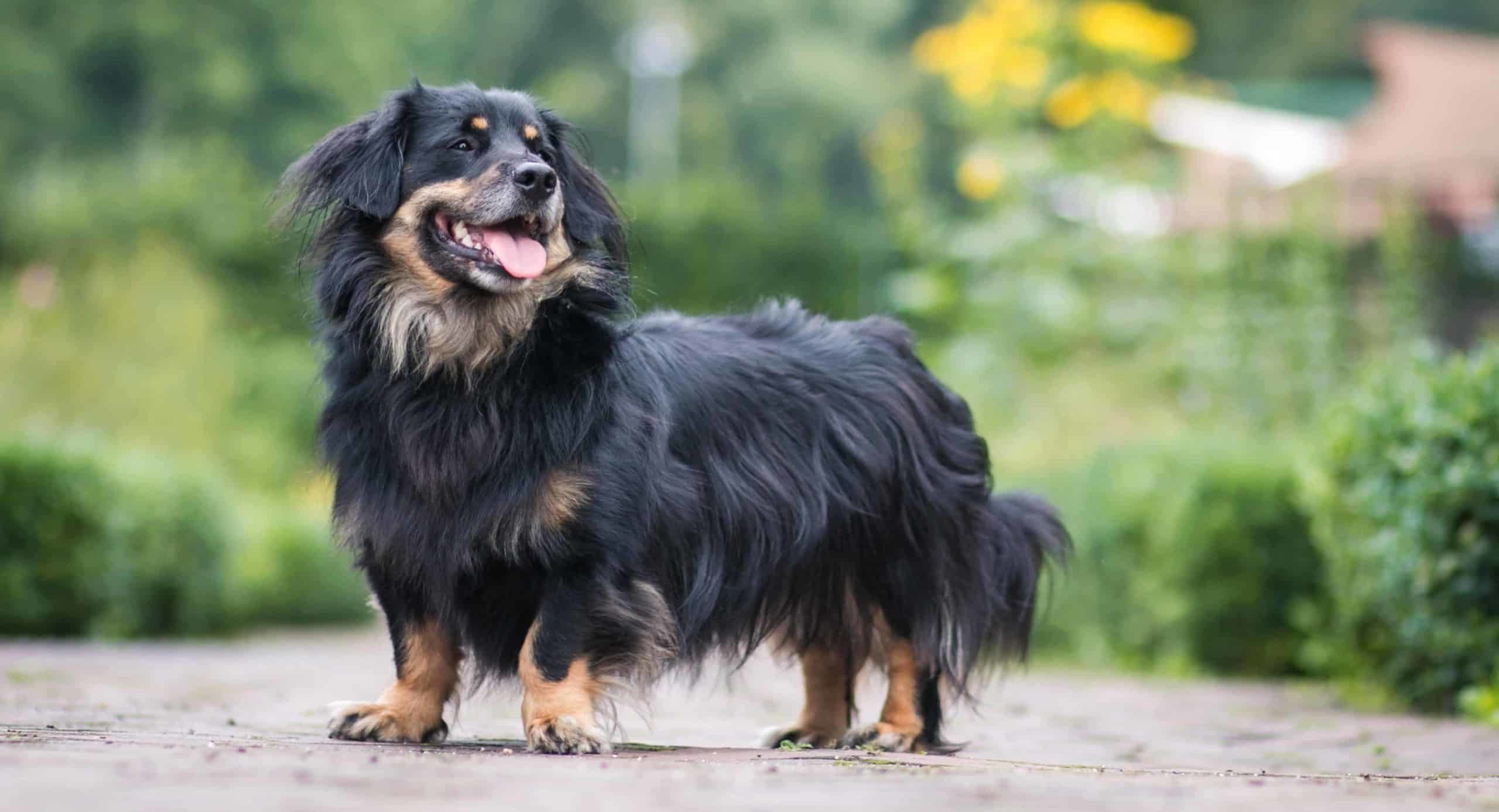 The Border Collie-Dachshund is a mixed breed dog that comes from two purebred parents, the Dachshund and the Border Collie.