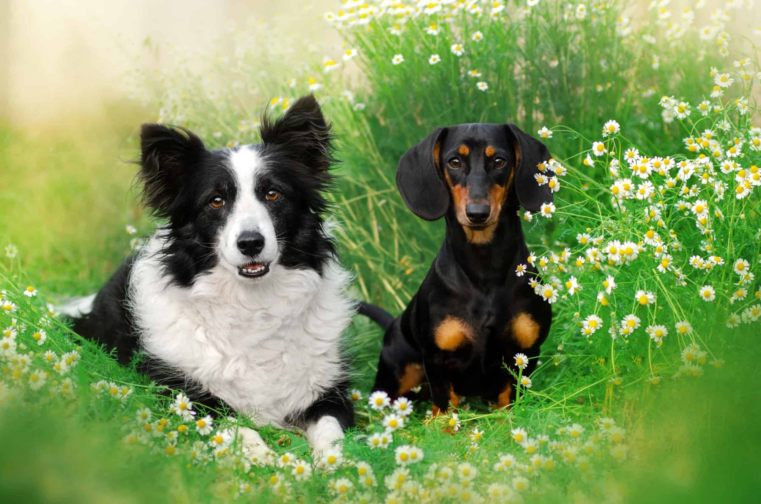 Border Collie-Dachshund mix combines the best of their parent breeds