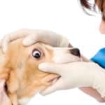 Vet examines a dog's eye. Adding C60 oil to your dog's diet can help reduce inflammation, which is the principal cause of vision decrease in animals.