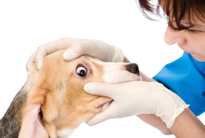 Vet examines a dog's eye. Adding C60 oil to your dog's diet can help reduce inflammation, which is the principal cause of vision decrease in animals.
