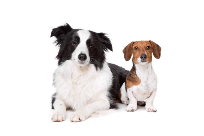 Border Collie and Dachshund pictured with white background. A Border Collie-Dachshund mix can resemble either the Border Collie, the Dachshund, or even both parents.