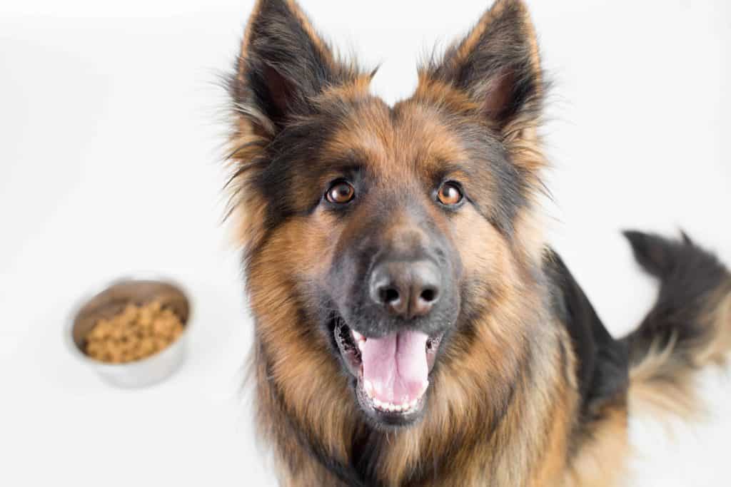 Happy German shepherd with a bowl of dog food. 