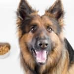 Happy German shepherd with a bowl of dog food. Study and implement these ten essential German shepherd diet tips to ensure you provide healthy nutrition for your dog.