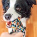 Border collie puppy bites on rope toy. Teach your puppy not to bite while playing while the dog is young. Encourage your puppy to play with toys and reward him for doing just that.