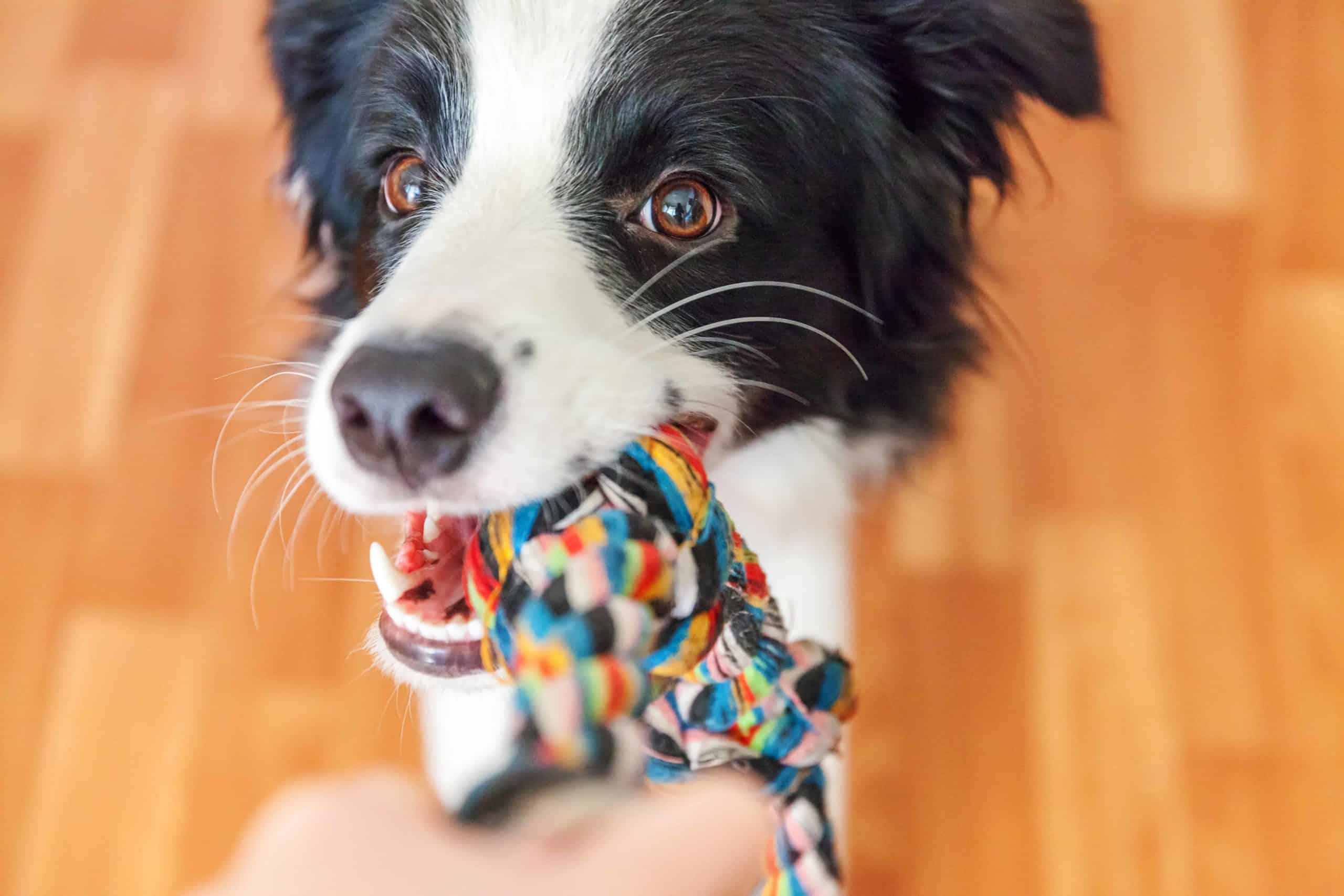 Border collie puppy bites on rope toy. Teach your puppy not to bite while playing while the dog is young. Encourage your puppy to play with toys and reward him for doing just that.