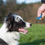 Owner uses clicker training with border collie.