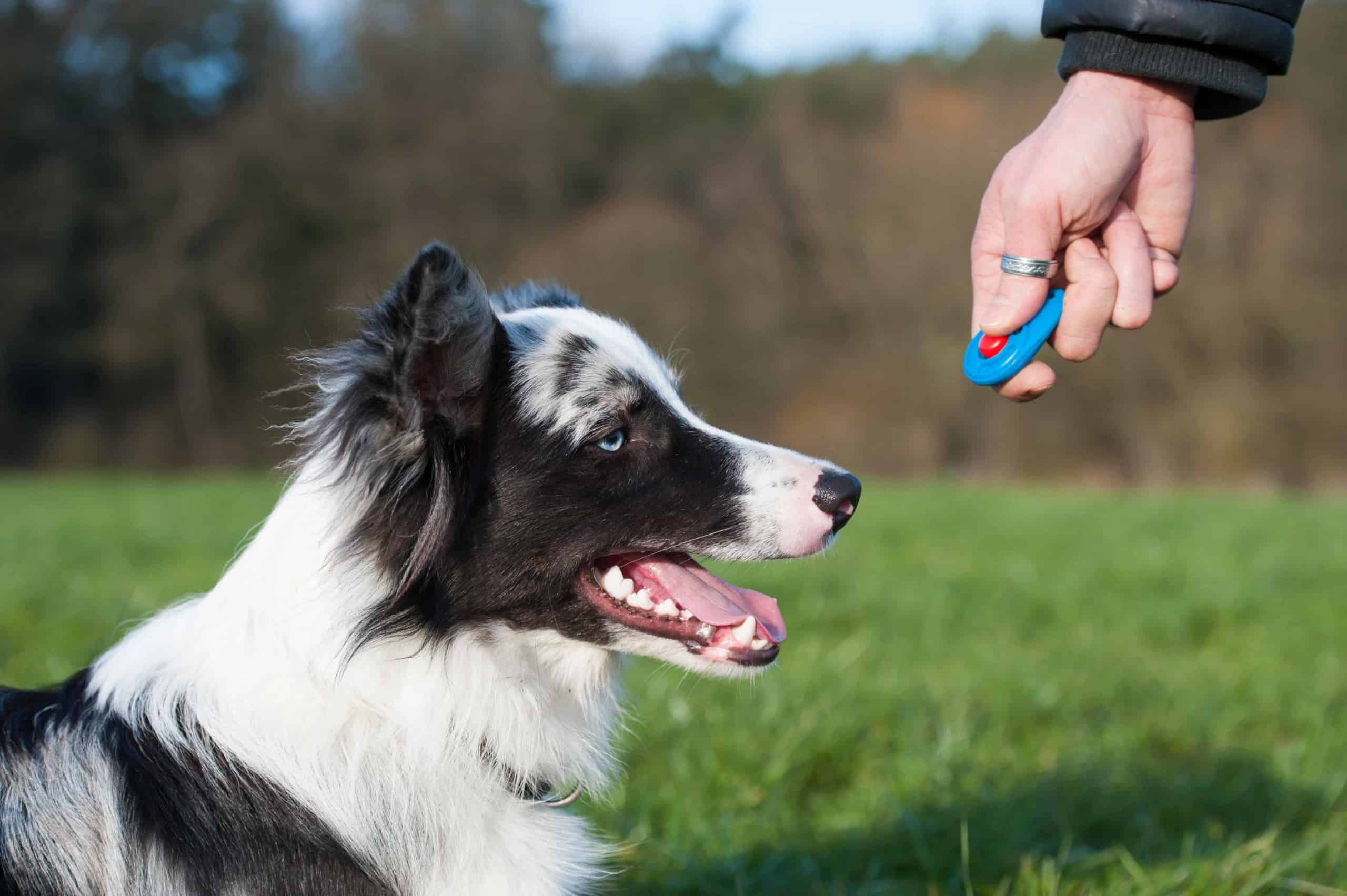 Owner uses clicker training with border collie.