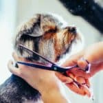 Groomer trims terriers hair with sharp shears. Key dog grooming tools include sharp shears.