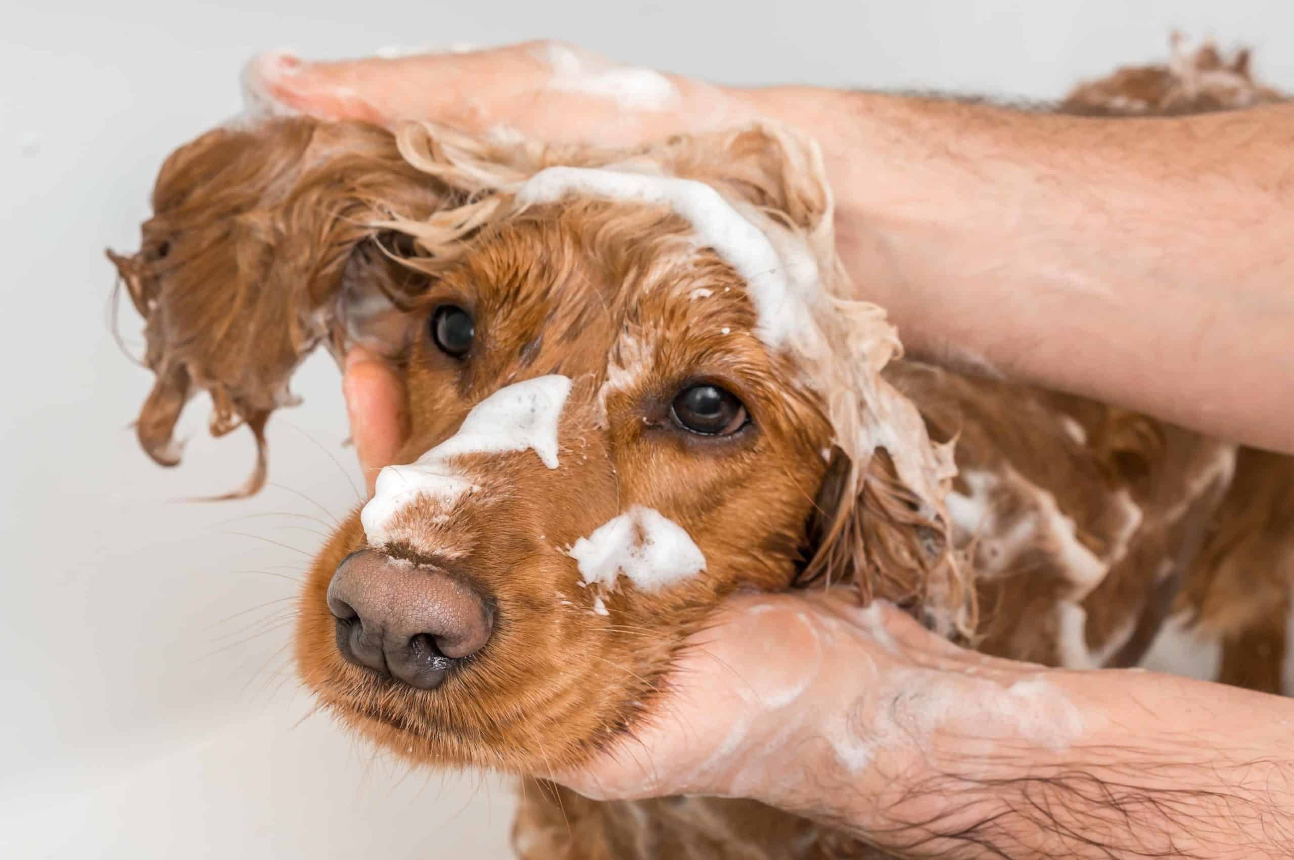 Owner gives golden retriever a bath. Dog grooming tools include shampoos and conditioners.