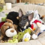 German shepherd puppy snuggles in dog bed filled with dog toys.