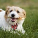 Maltese eats dog treat. Using dog treats helps reinforce good behavior during training. Repeated treat feeding rewards your dog for a job well done.