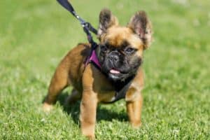 Fluffy French bulldog puppy wears harness.