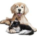 Dog and cat pet portrait. One of the most delightful ways to incorporate a dog into your home decor is with a pet portrait.