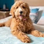 Goldendoodle rests on a bed. Goldendoodle grooming not only keeps your dog healthy it also makes it easier to identify any potential health problems.