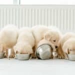 Life-stage nutrition: A vital consideration for dogs