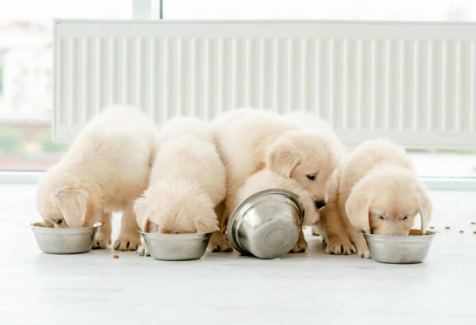 Golden retriever puppies eat food from metal bowls. Life-stage nutrition is a vital consideration because puppies need high-protein, high-calorie food formulated specifically for puppies.