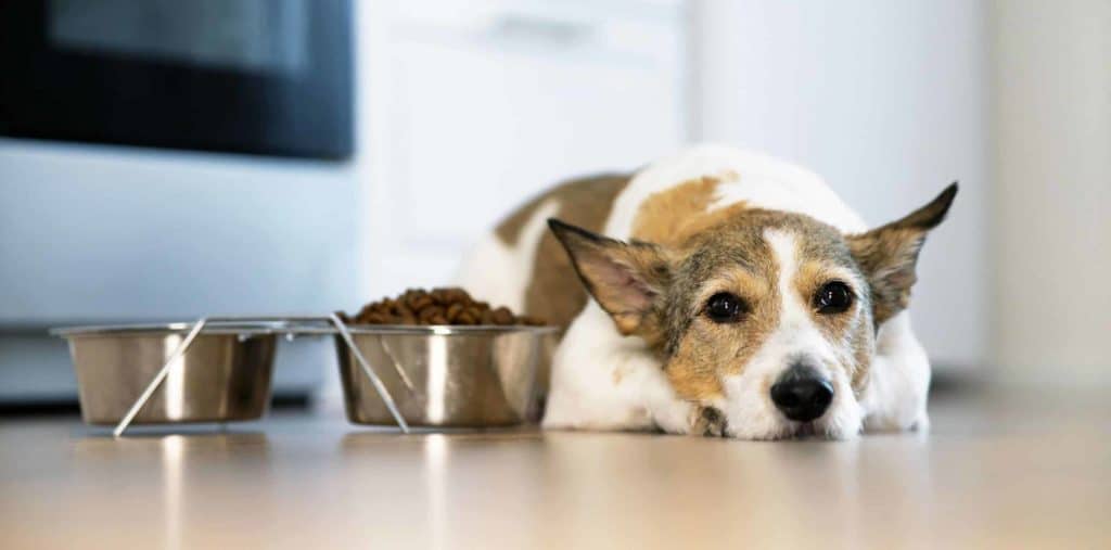 Senior corgi lies next to food and water bowls. Recognizing your dog has reached its senior years helps you know when to switch to life-stage nutrition for older dogs with a low-calorie, low sodium, and high-protein diet with small amounts of carbohydrates.