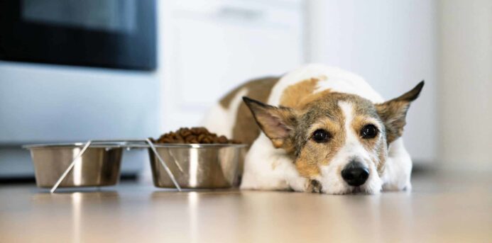 Senior corgi lies next to food and water bowls. Recognizing your dog has reached its senior years helps you know when to switch to life-stage nutrition for older dogs with a low-calorie, low sodium, and high-protein diet with small amounts of carbohydrates.
