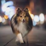 Sheltie walks at night. Night walking is not the right time to take an unfamiliar and possibly adventurous path.