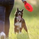 Owner plays frisbee with border collie. Follow practical tips to keep your dog happy and healthy. Provide healthy food, plenty of water and daily exercise.