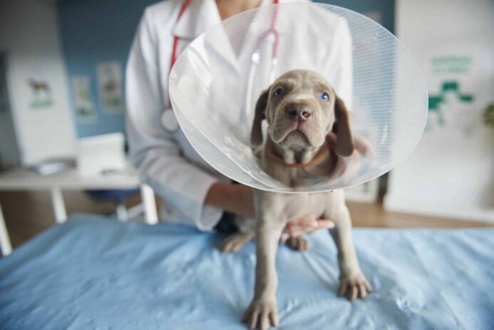 Weimaraner puppy wears an e-collar after surgery. Having pet insurance helps dog owners manage unexpected veterinarian costs.