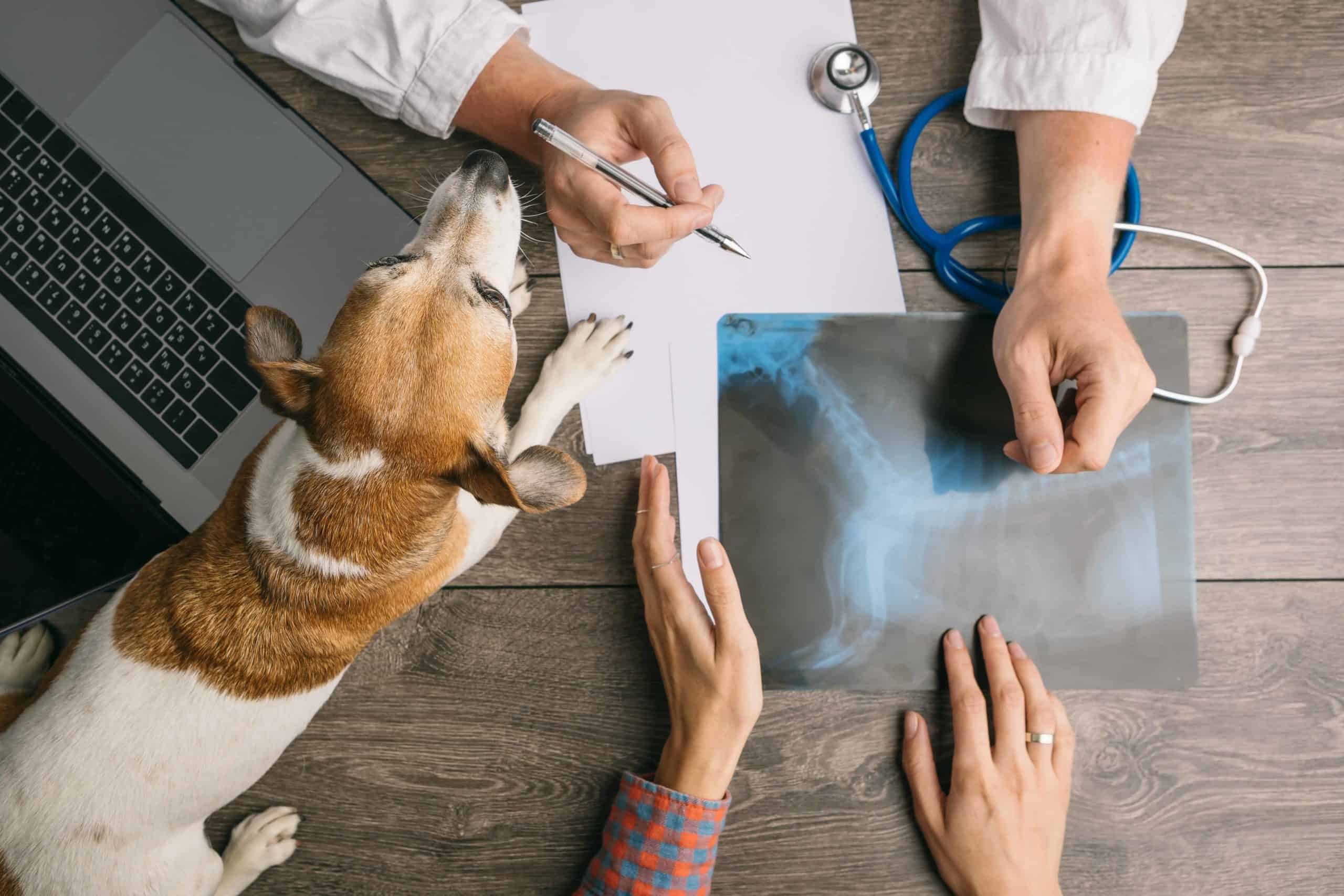 Veterinarian discusses surgical options with beagle owner. Think about the pros and cons of pet insurance before you buy it. Make sure that you consider your pet’s health and research their breed.