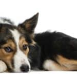 Sad border collie. Help your dog recover after illness, surgery, disease, or even a tummy bug. Give your dog the TLC it needs to feel better.