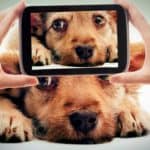 Owner takes photo of dog. Gaining popularity on social media like Instagram, Facebook using your dog's charisma is much easier because the content is genuine.