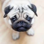 Worried pug. Watch for signs of a stressed dog including behavior changes and body language like shaking or keeping its tail tucked between its legs.