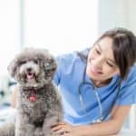 Veterinarian examines poodle. Image for Dog Health Condition tag page.