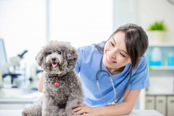 Veterinarian examines poodle. Ease vet visit fears.
