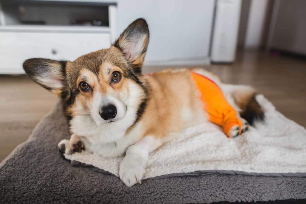 Pembroke Welsh Corgi recovers after TPLO surgery to repair ACL tears.