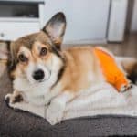 Pembroke Welsh Corgi recovers after TPLO surgery to repair ACL tears.