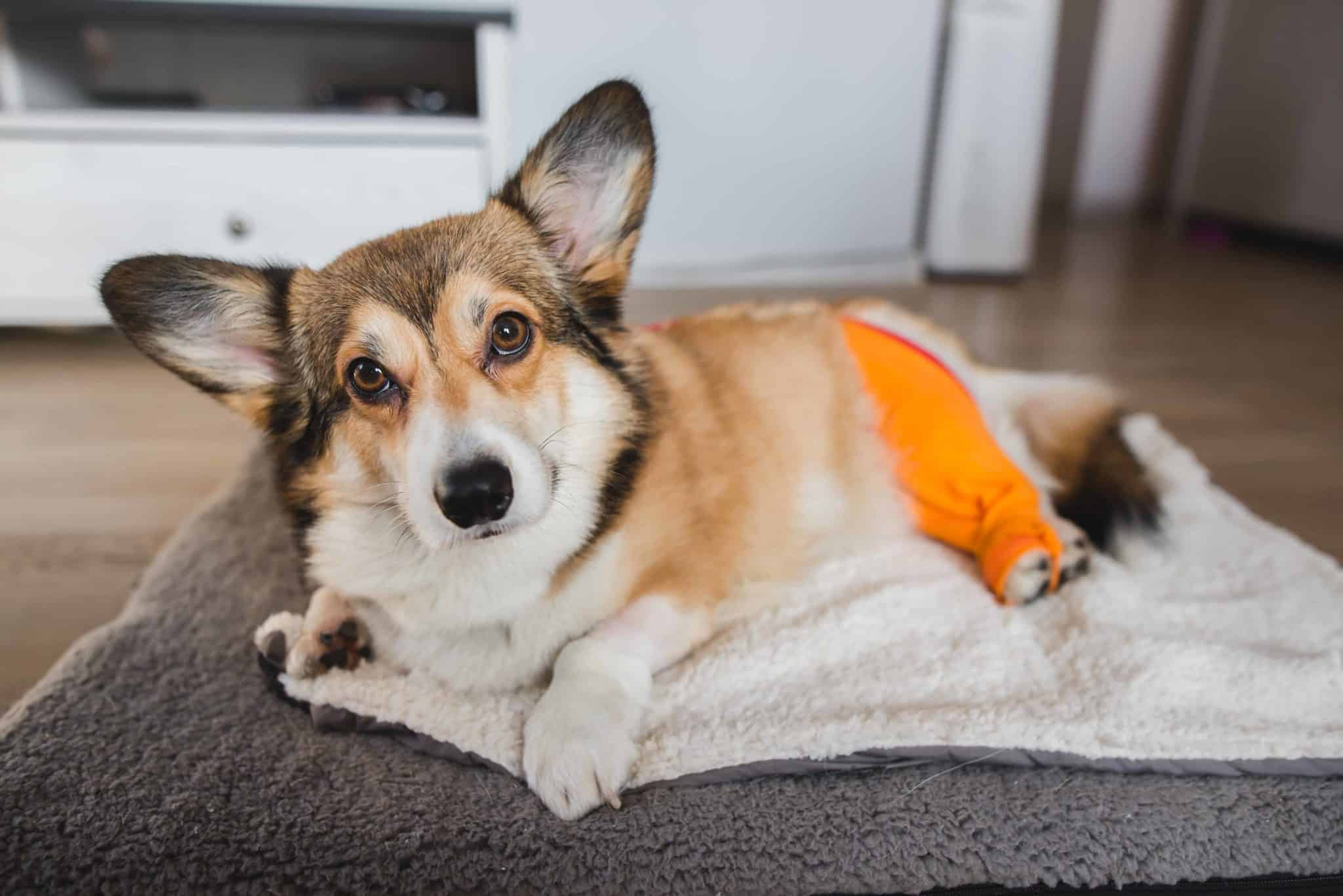 TPLO surgery treats canine ACL tears, a common knee injury