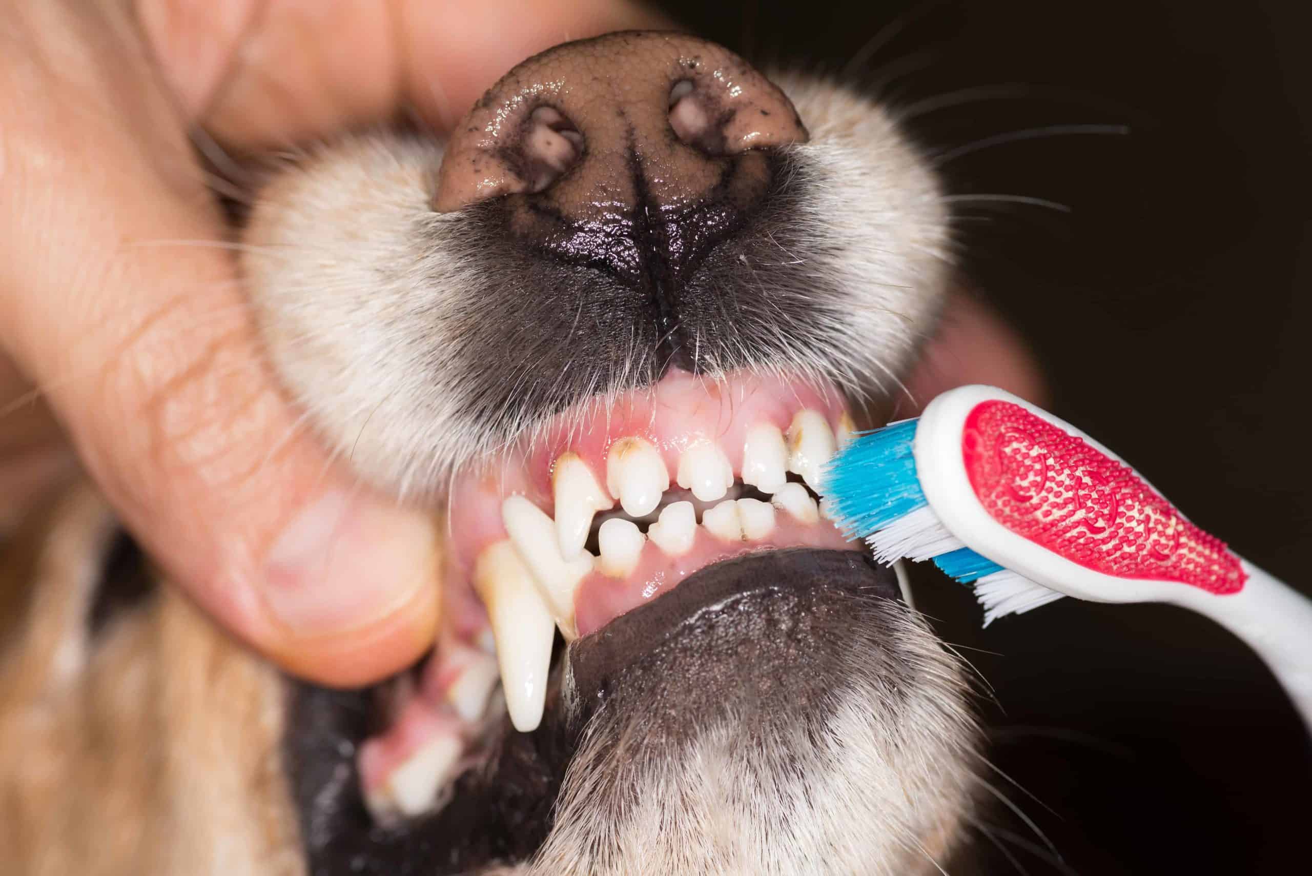Owner brushes dog's teeth. Brush your dog's teeth daily to his good health. Canine periodontal disease can lead to serious health conditions.