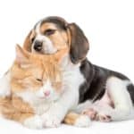 Beagle puppy cuddles with cat. Beagles are one of the top dog breeds compatible with cats. The dogs are generally friendly creatures and get along well with other animals.