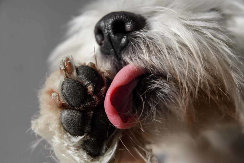 Dog licks his paw. Recognize the warning signs of a skin problem.