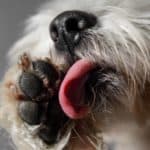 Dog licks his paw. Recognize the warning signs of a skin problem in dogs so you can begin treatment. Watch for scratching, hair loss, and discolored paws.